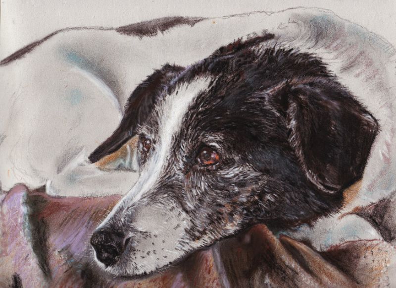 A4 Pastel Dog Portrait